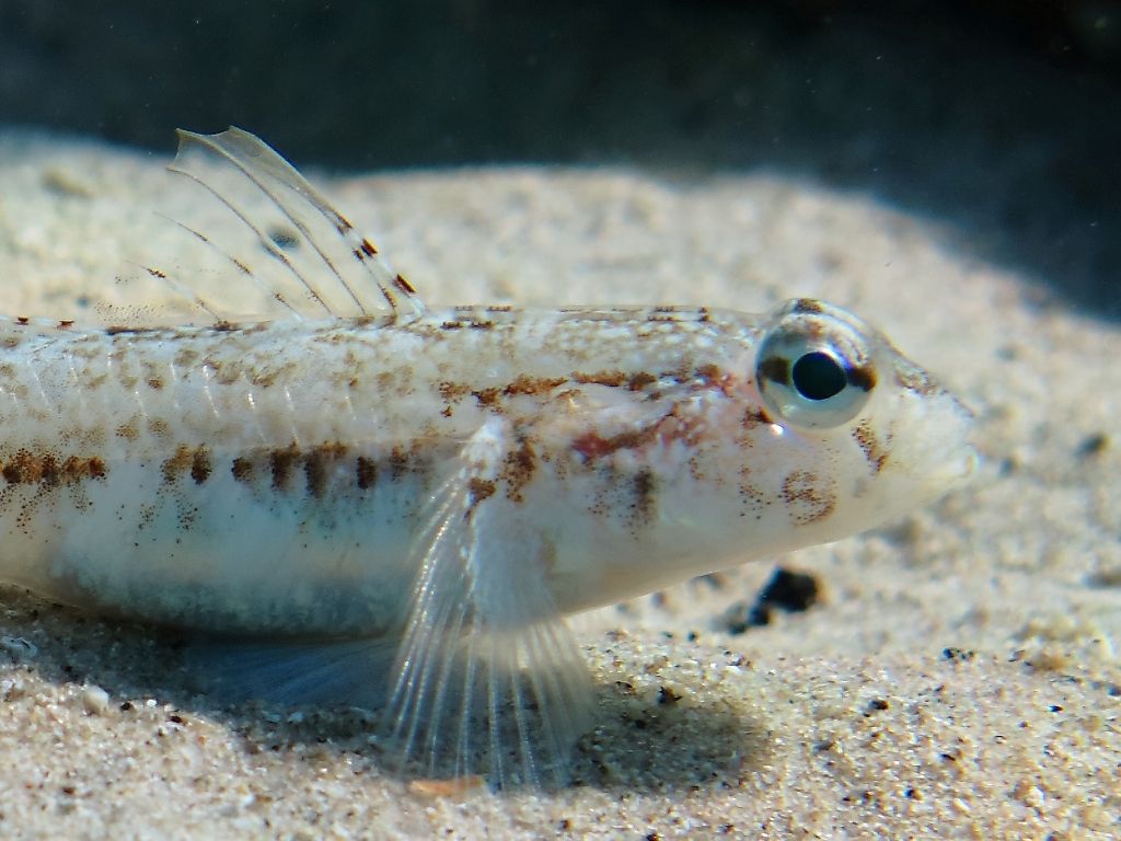 Gobius roulei dalla Sardegna